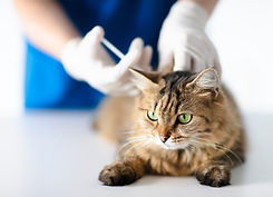 猫の予防接種