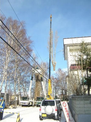 樹木伐採 作業風景