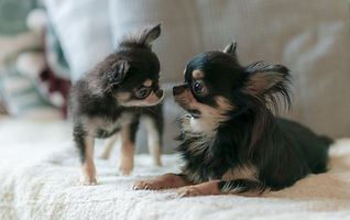二匹の犬