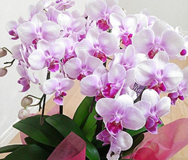 花