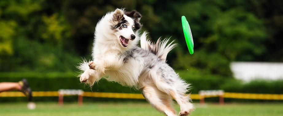 フリスビーと犬