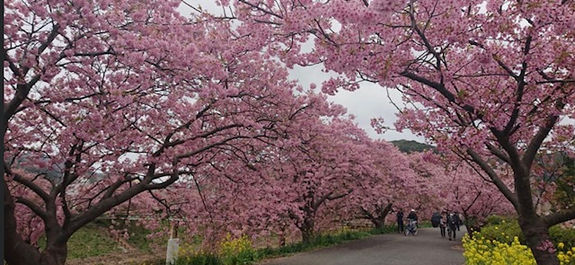 桜