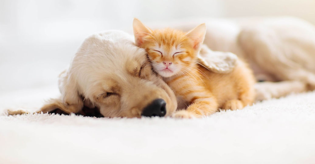 犬と猫