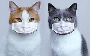 マスクしている猫