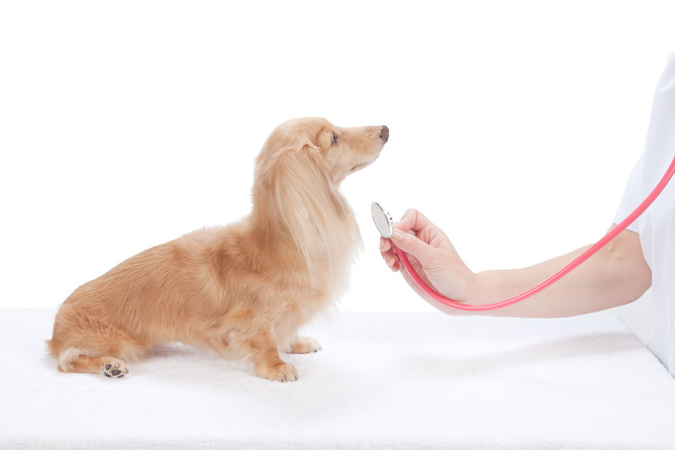 犬と看護師