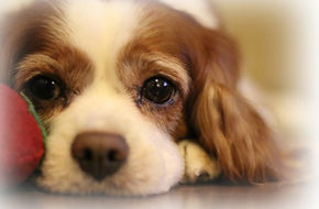 犬