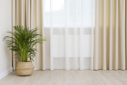 室内の観葉植物