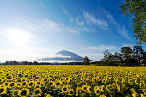 Niseko, Always in Season