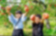 Two children pick apples in Hokkaido