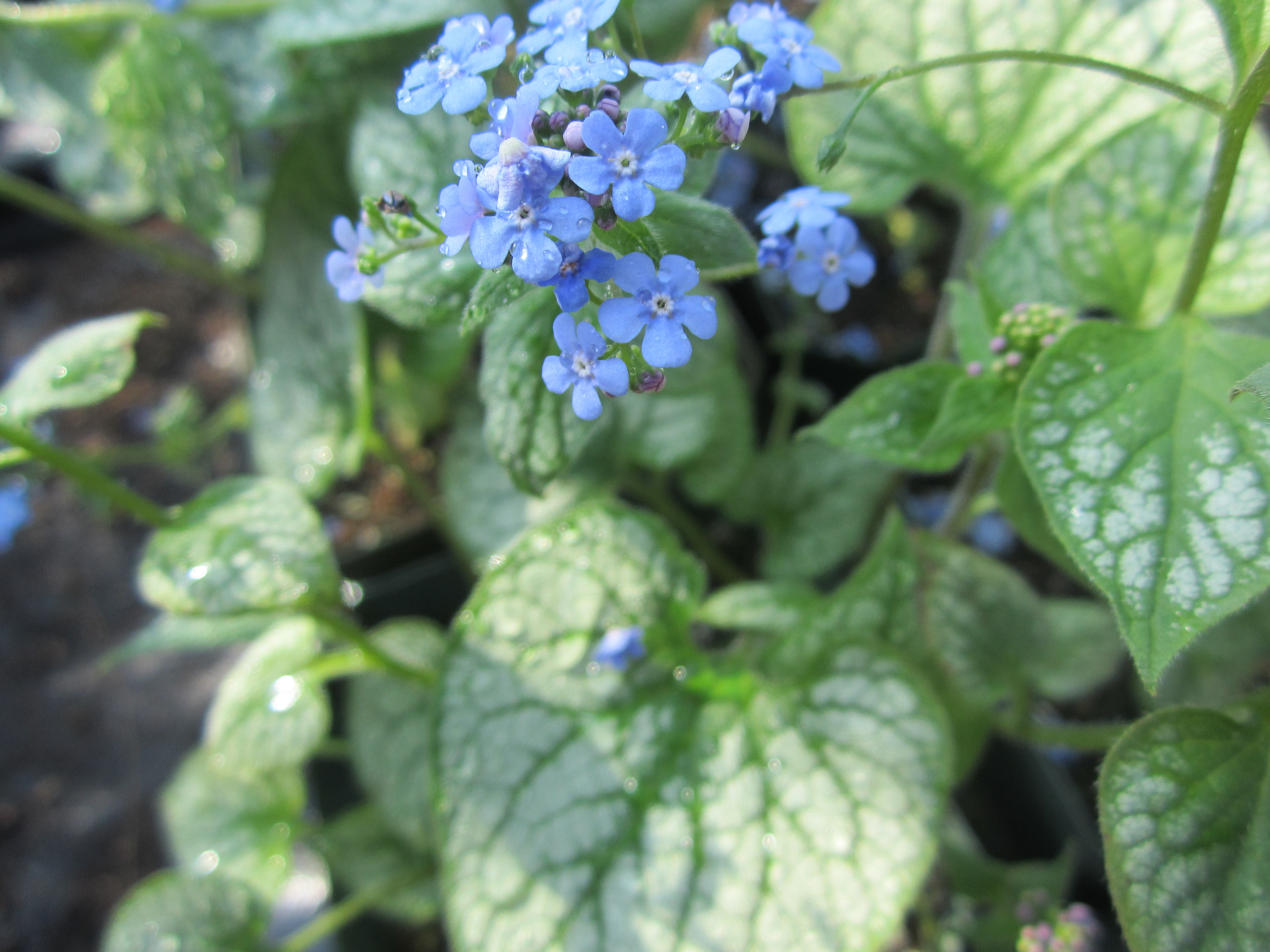 Brunnera macrophylla 'Jack Frost' (Siberian bugloss)