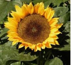Helianthus annuus 'Sun Spot' dwarf (Sunflower)