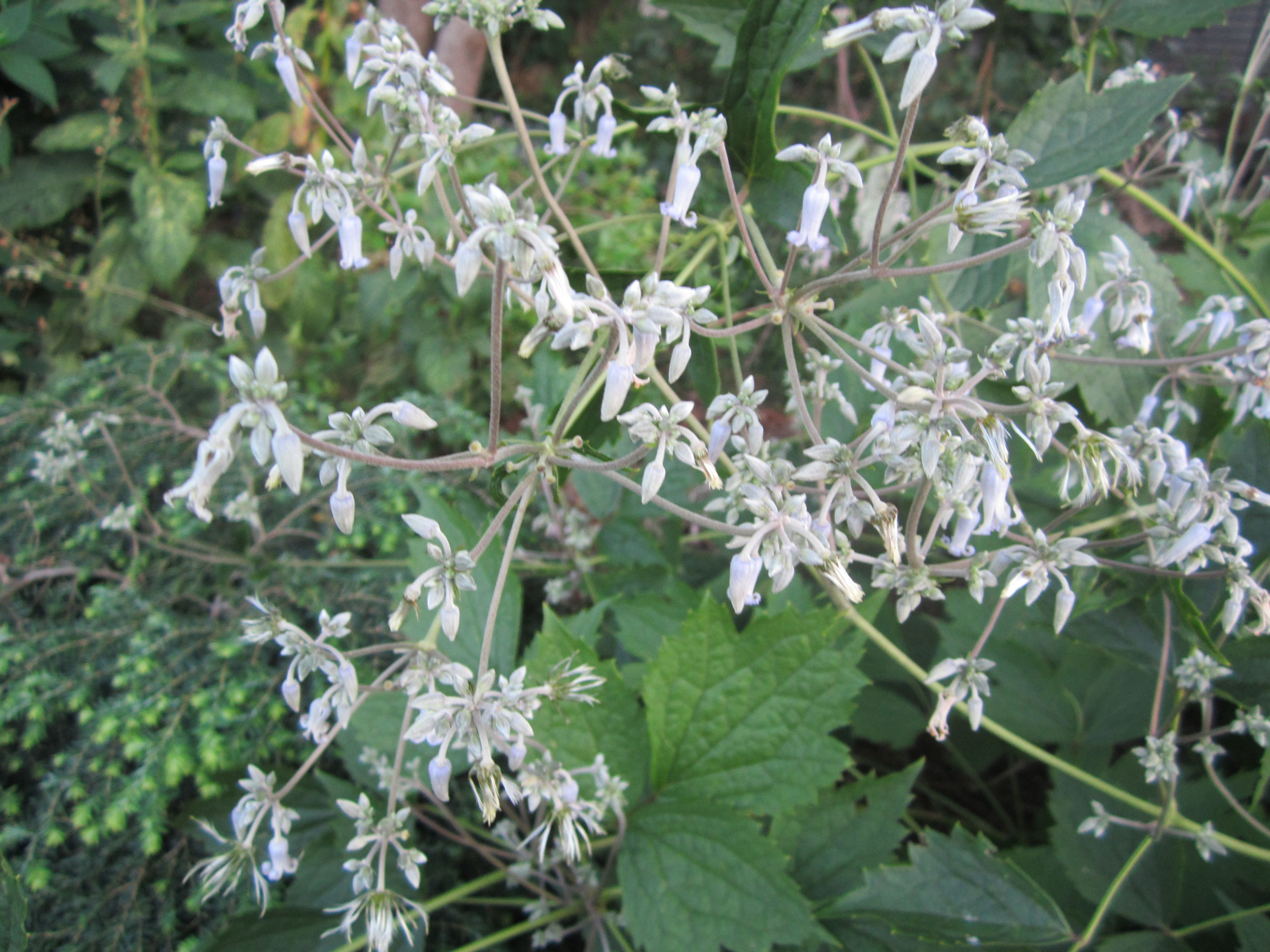 Clematis stans (Shrubby virgin's bower)