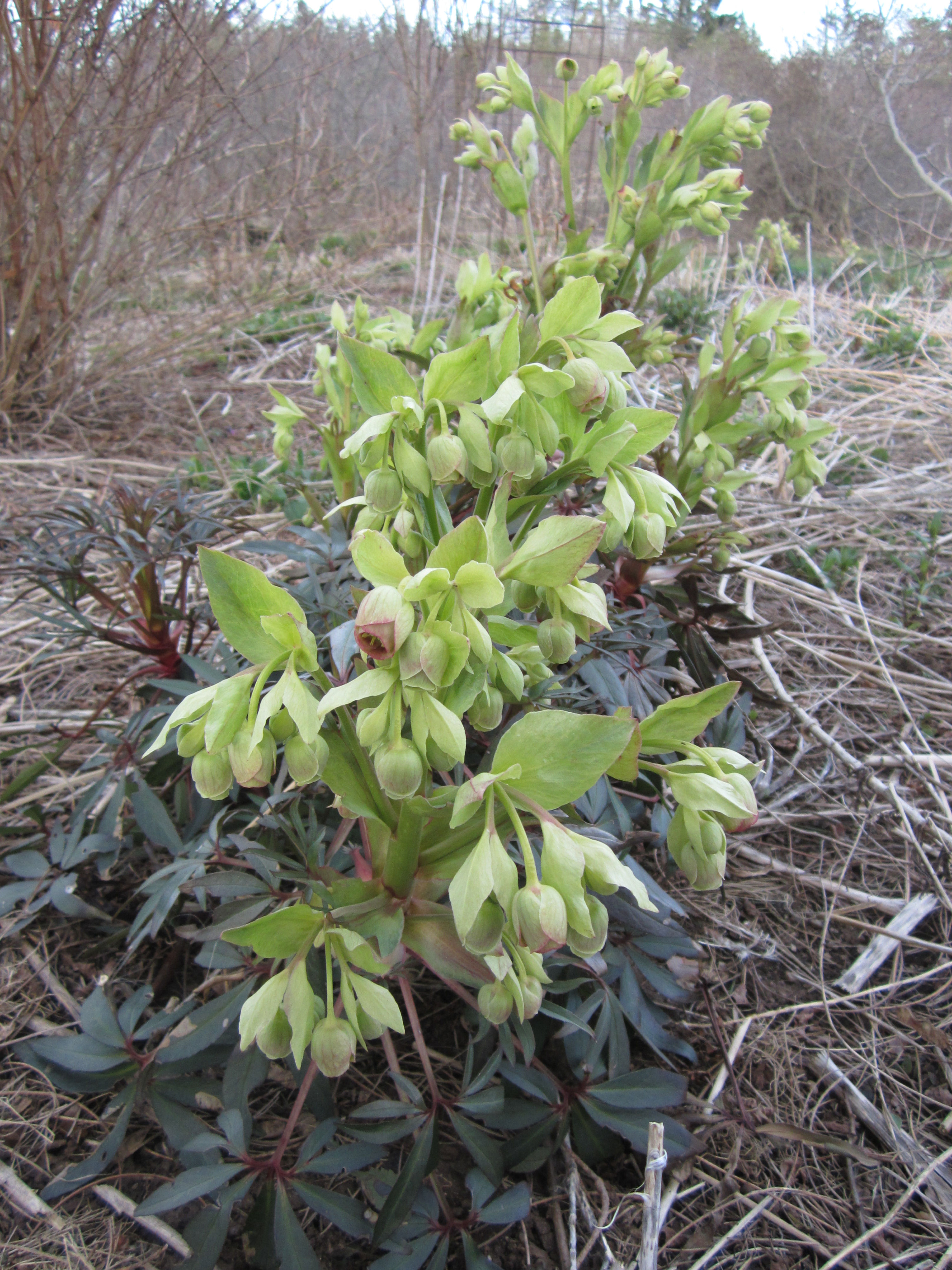 Helleborus  foetidus (Bear's foot hellebore)