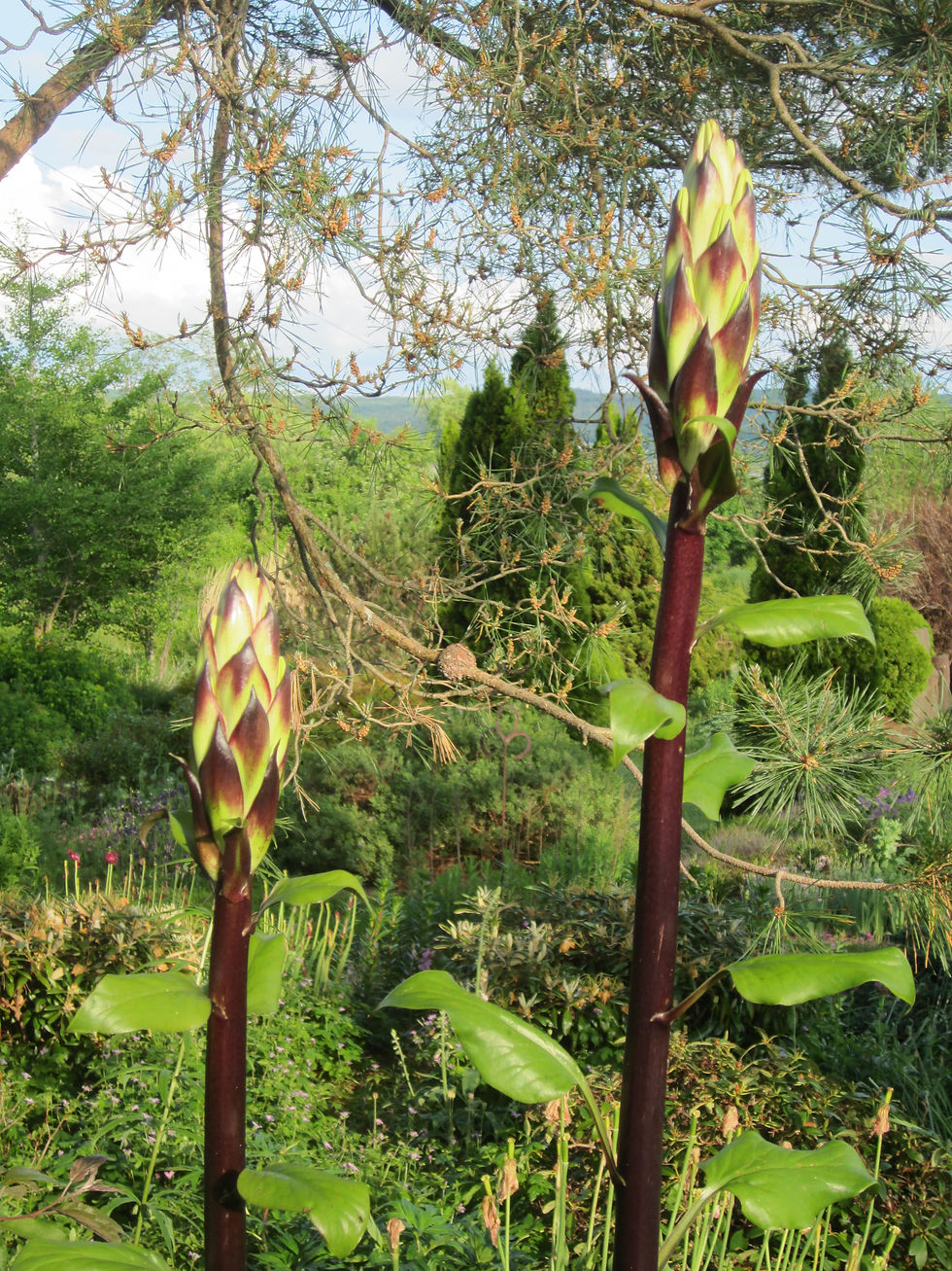 Thumbnail: Cardiocrinum giganteum (Giant Himalayan lily)