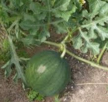 Citrullus linatus 'Blacktail Mountain' (Watermelon)