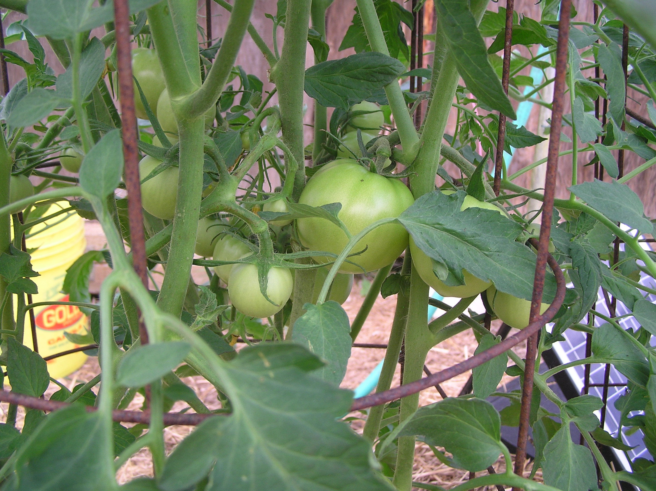 Solanum lycopersicum Winterkeeper (Tomato)