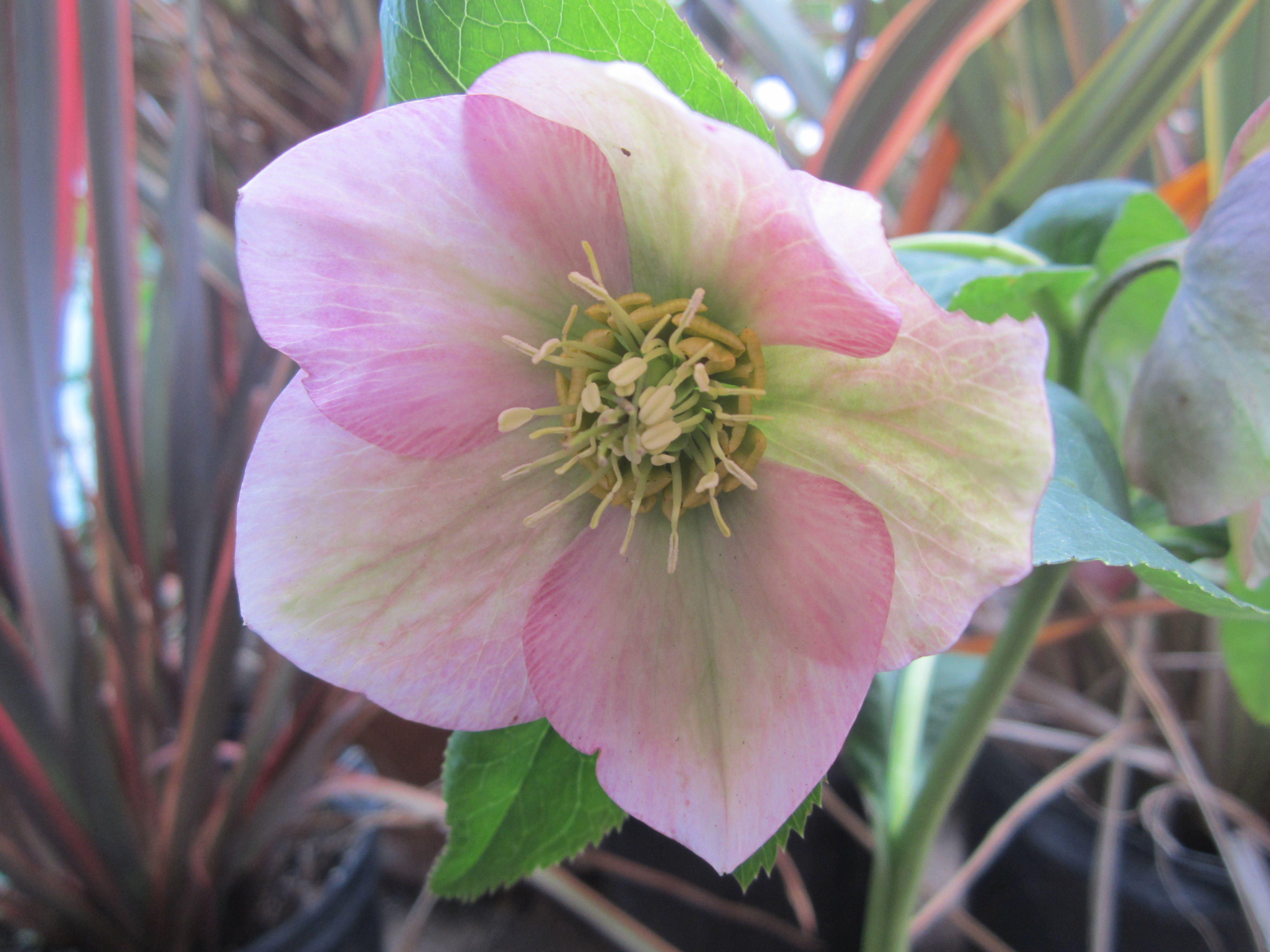 Helleborus orientalis-pink/white/green blends (Lenten rose)