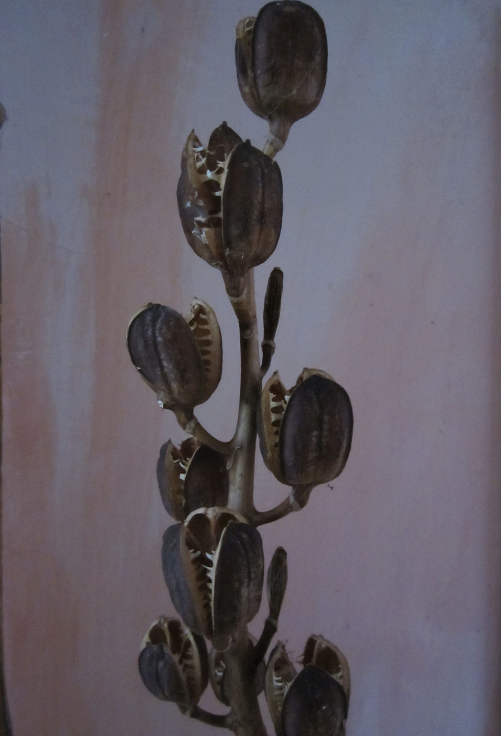 Thumbnail: Cardiocrinum giganteum (Giant Himalayan lily)
