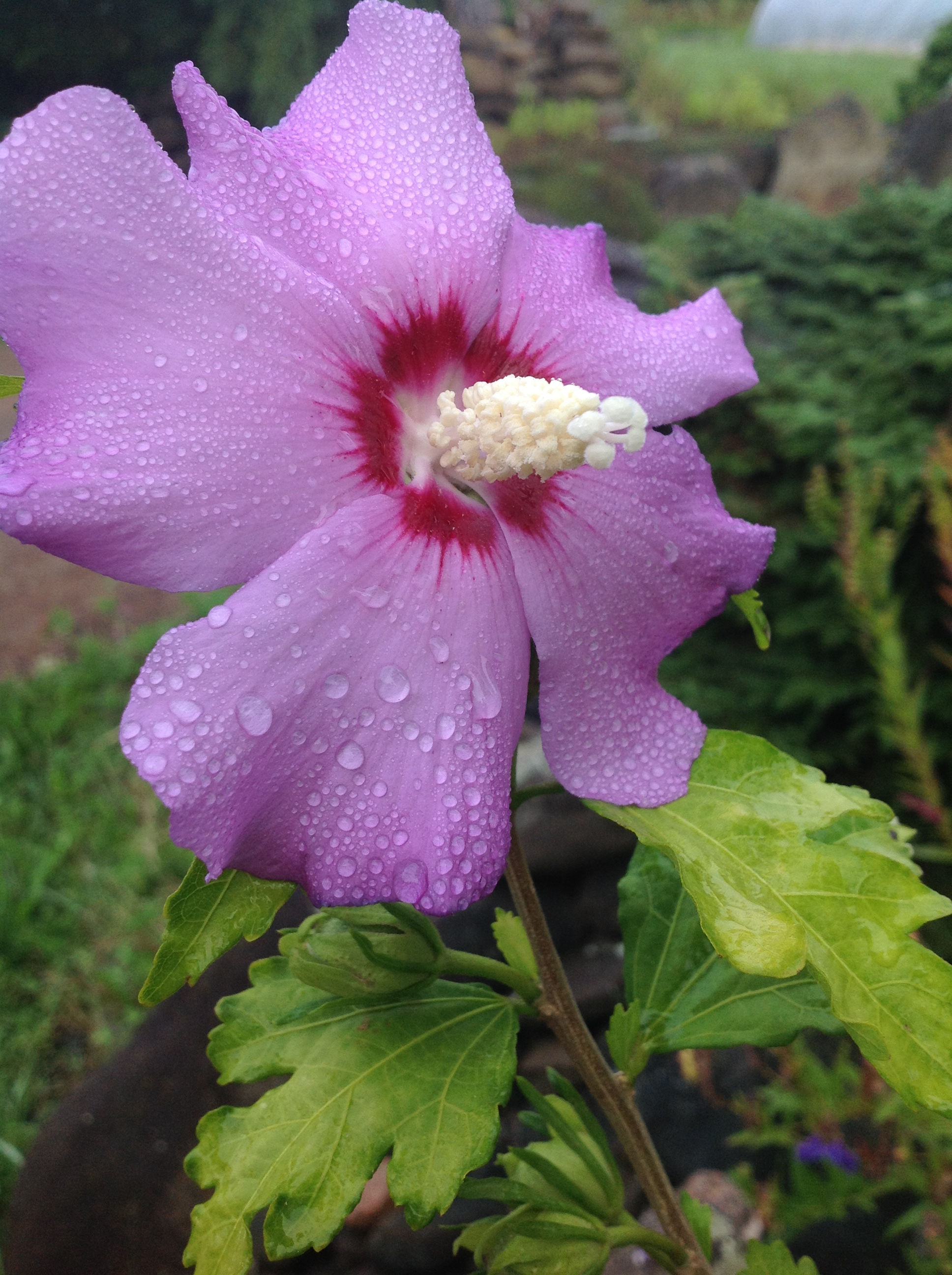 Hibiscus syriaca Blue (Rose of Sharon)