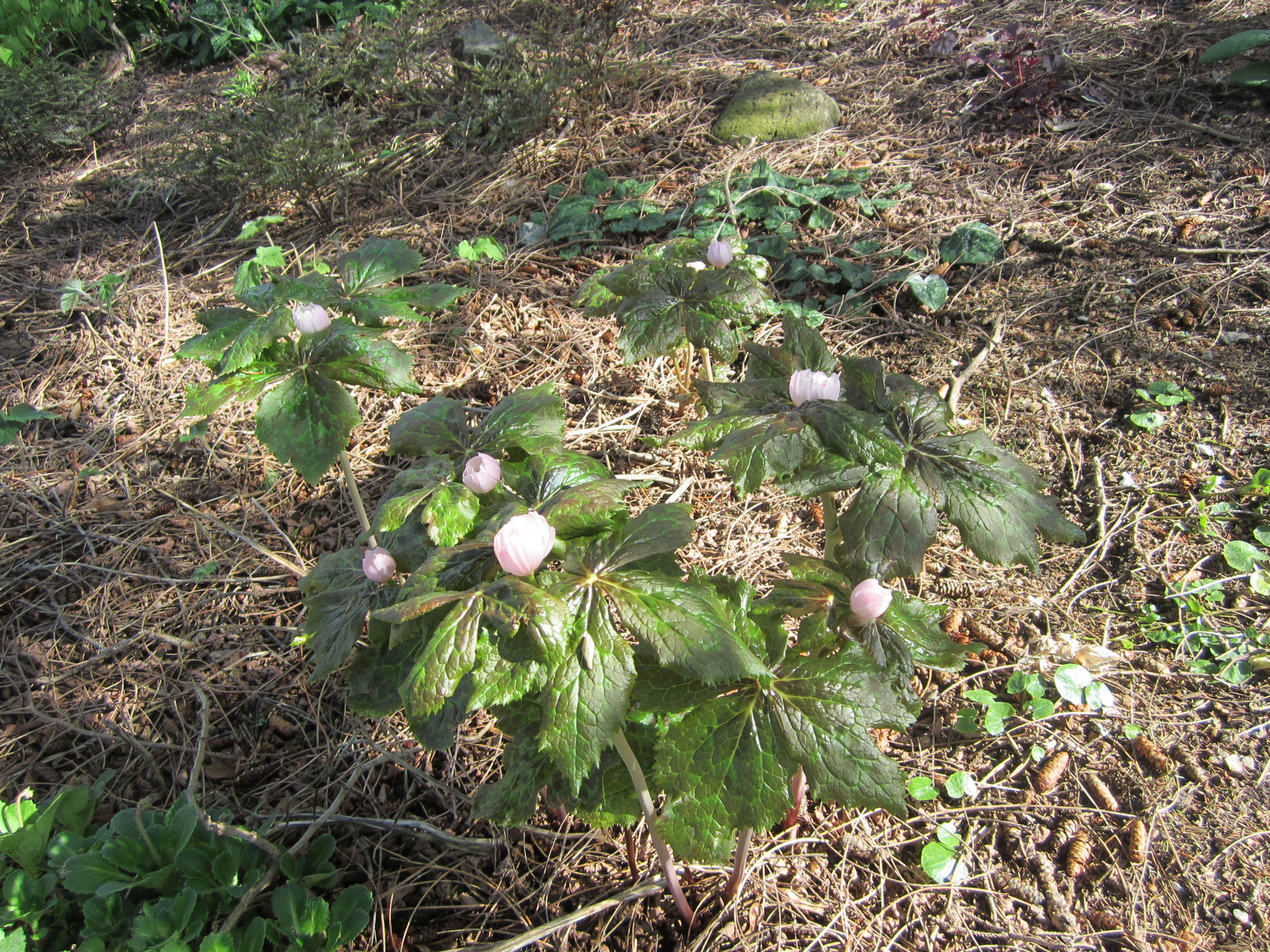 Podophyllum peltatum (Mayapple)