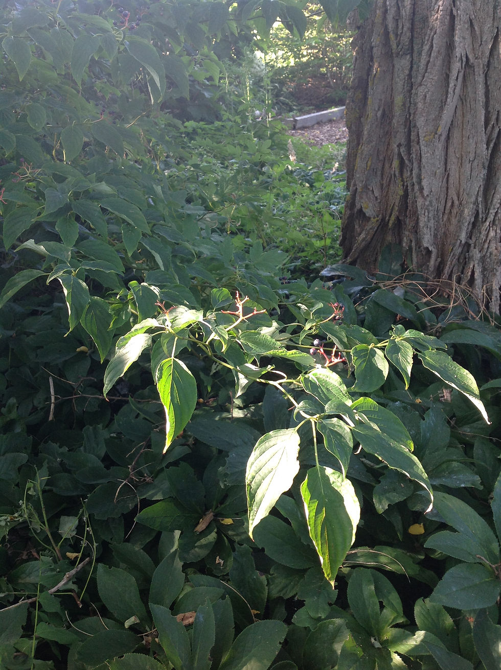 Thumbnail: Cornus alternifolia (Pagoda dogwood)