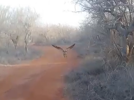 Rescue and release of a Rüppell's Vulture on Rukinga Ranch