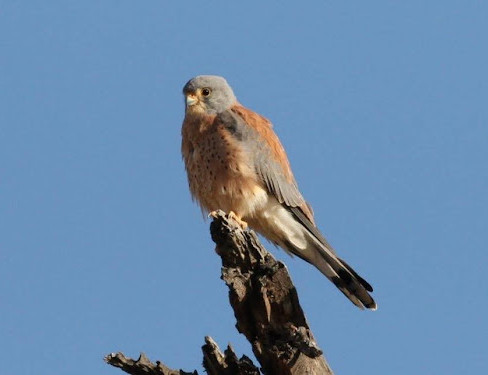 Male Lesser Kestrel