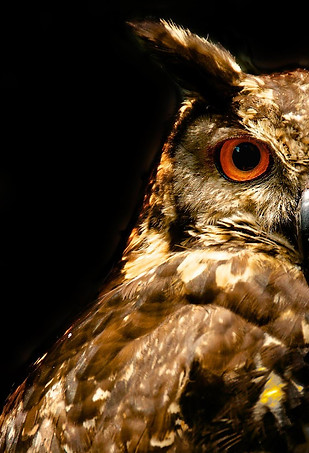 Mackinder’s Eagle Owl.jpeg