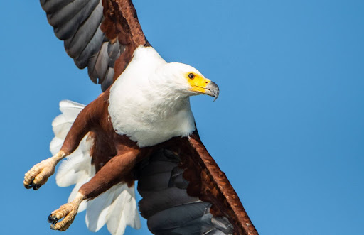 Kenya Bird of Prey Trust 官方志愿页面中的非洲鱼鹰图片