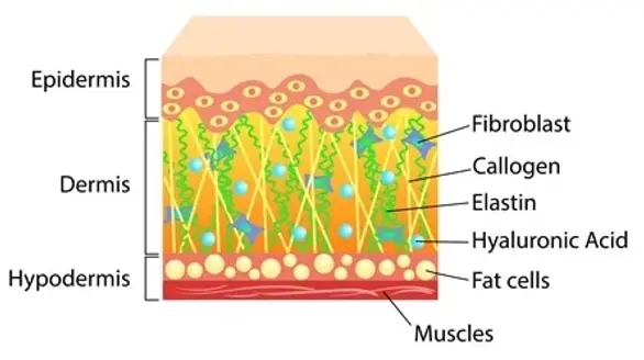 elastin & collagen.webp