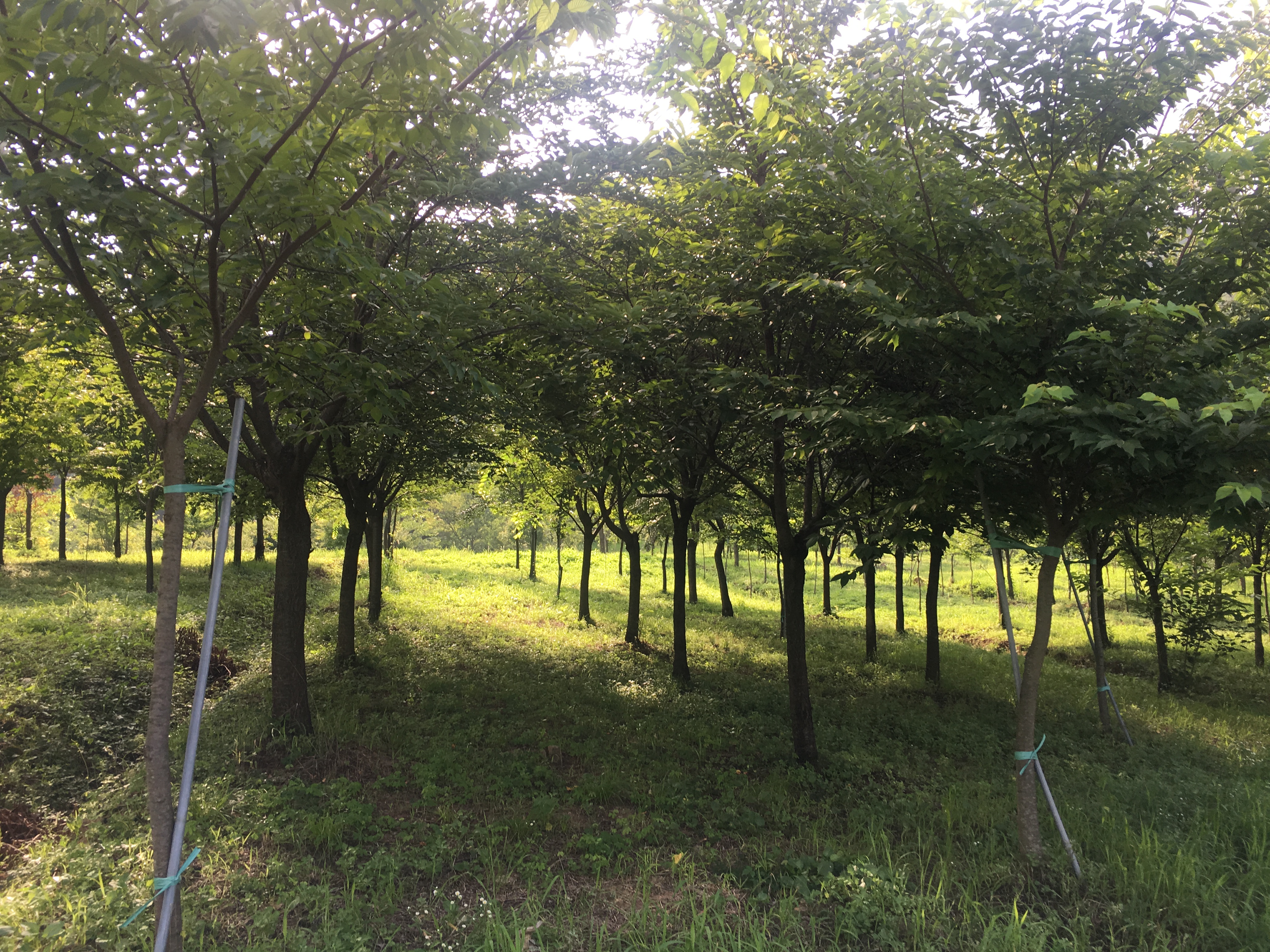 jincheon 진천농장 kunlimwon