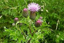 canada thistle.jfif
