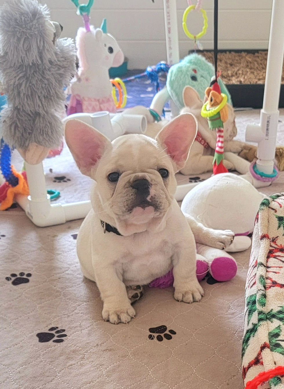 Boss baby frenchie