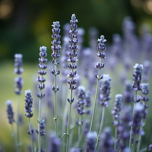 soft photography of lavender growing in a natural field. The background should be blurry a
