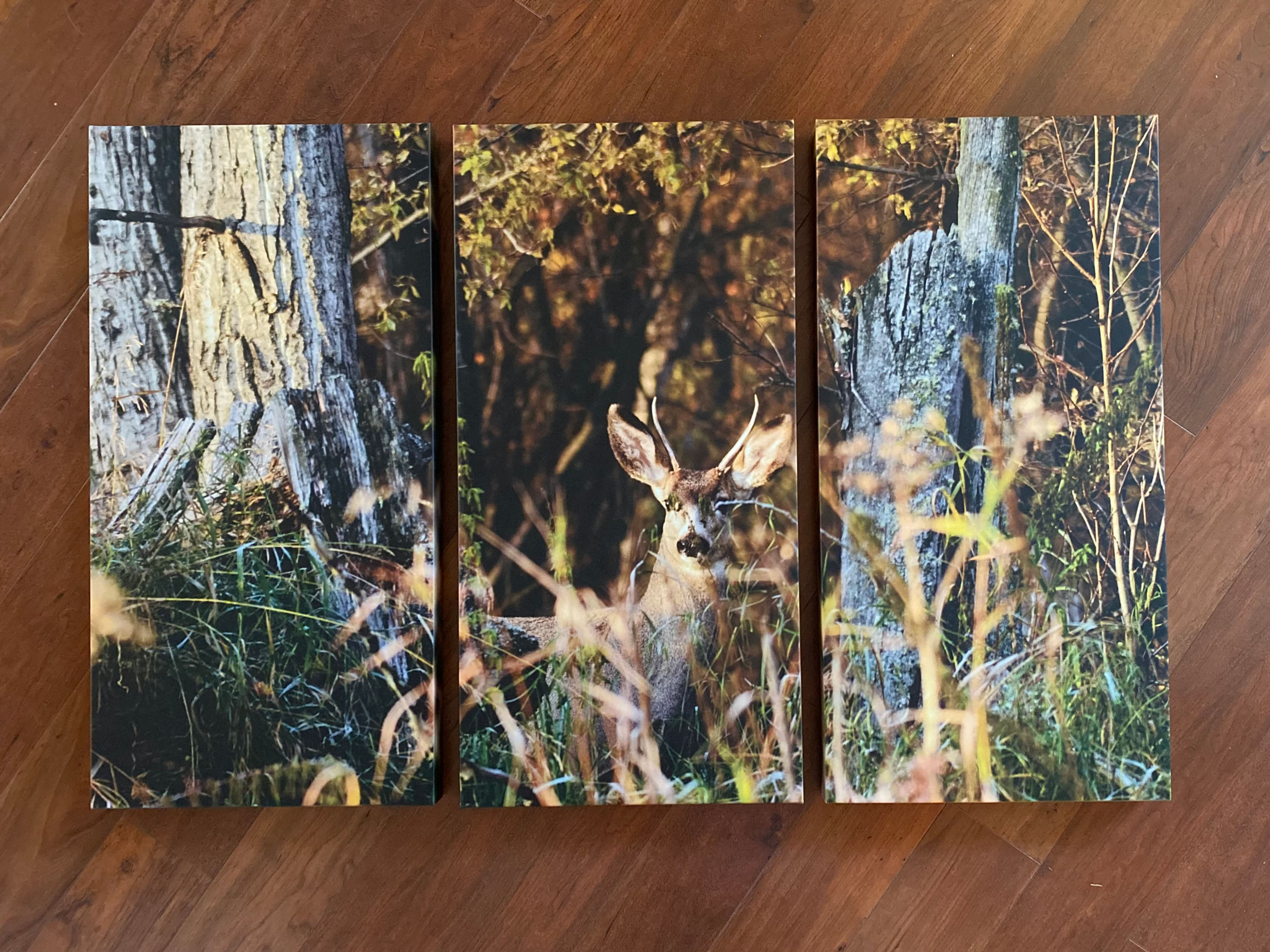 “In The Woods” Canvas Print