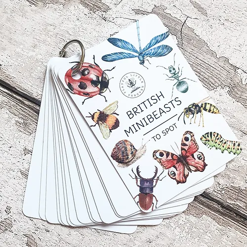 British Minibeasts Identification Cards