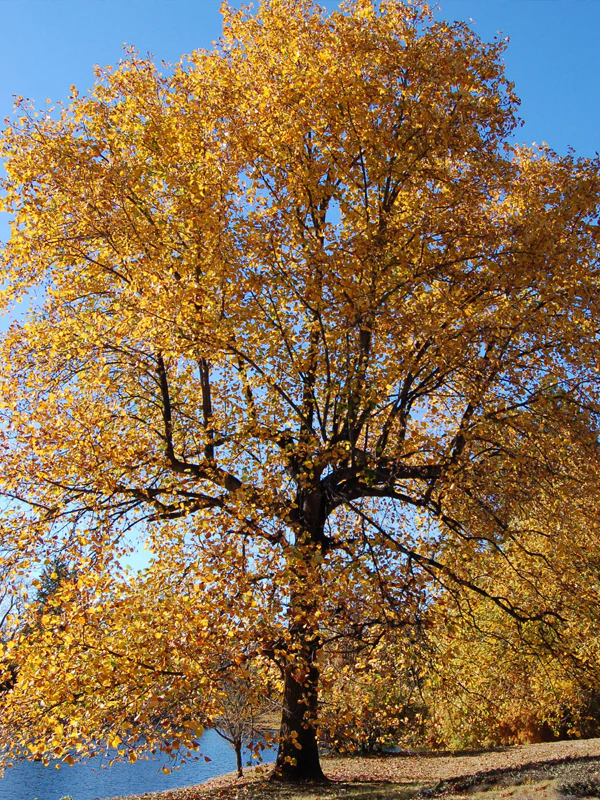 Best Shade Trees for Zone 7