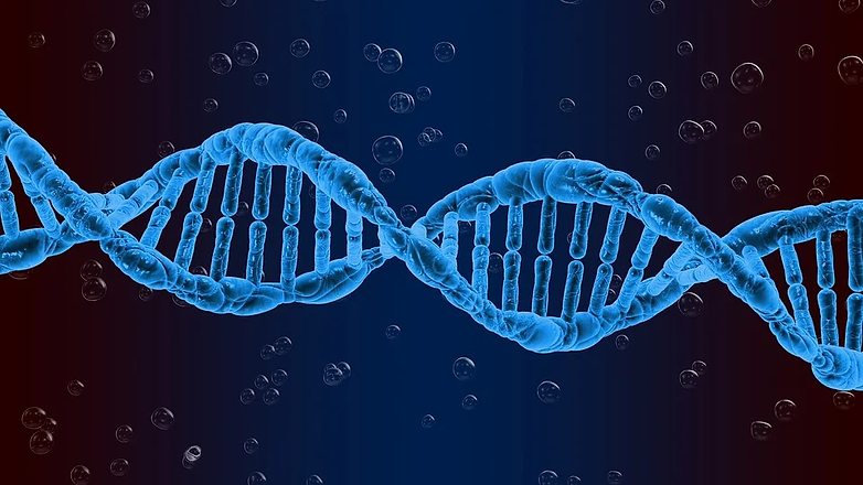 DNA BOLHAS.webp