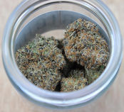Platinum Cake, Maine medical cannabis flower.