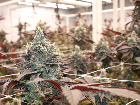 How To Access Medical Cannabis Delivery in Maine: Serving Winslow, Waterville, Augusta, Farmington, Bangor, Portland & Surrounding Towns