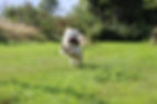 Tierheilpraxis Schatz Naturheilkunde, Tierphysiotherapie und Hundetraining