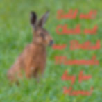 Brown Hare Photography Workshop