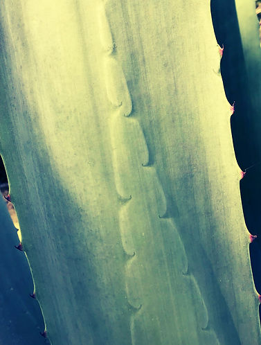 Diseño sin título (10)_edited.jpg