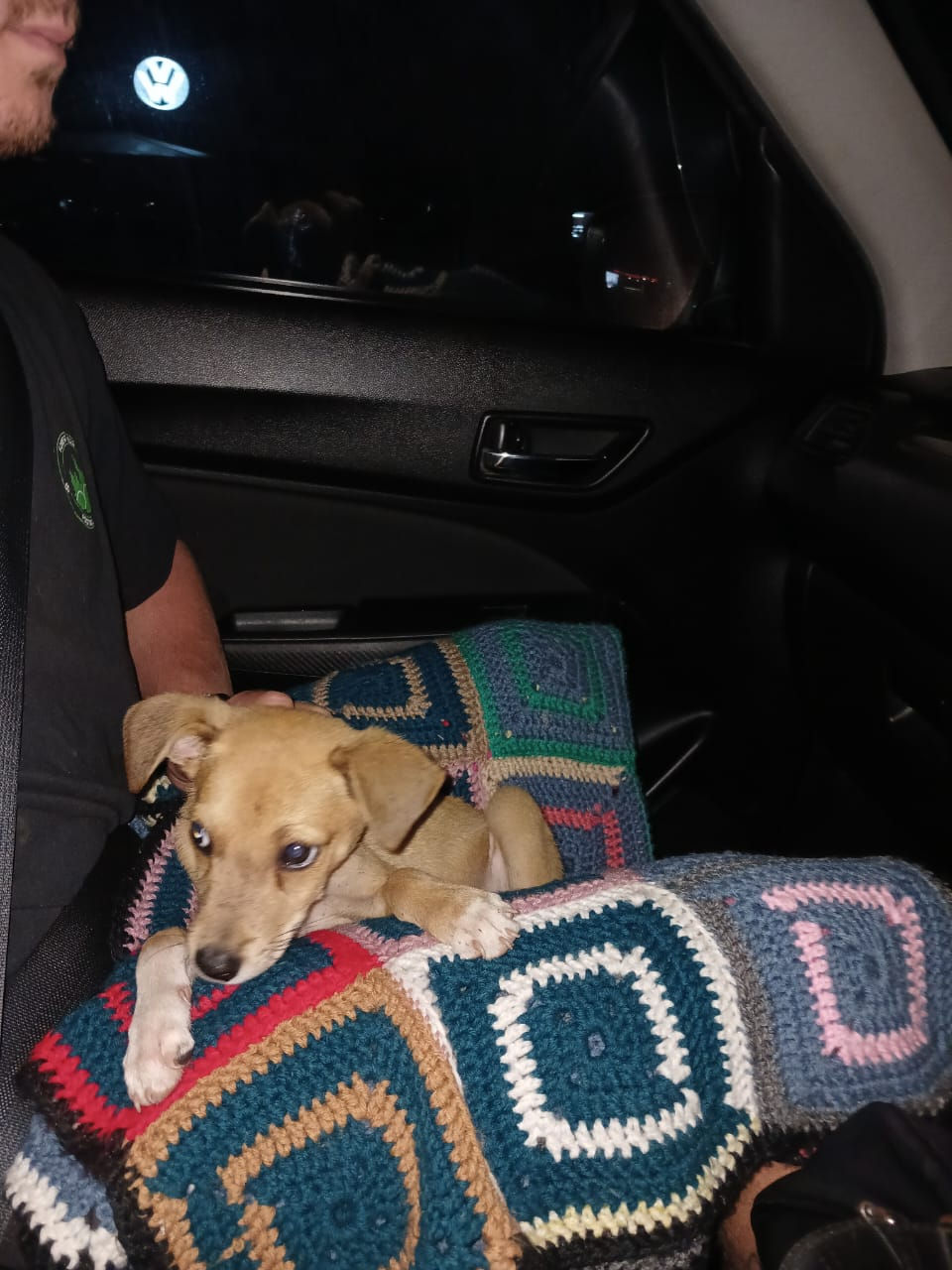 On the way to his forever home.