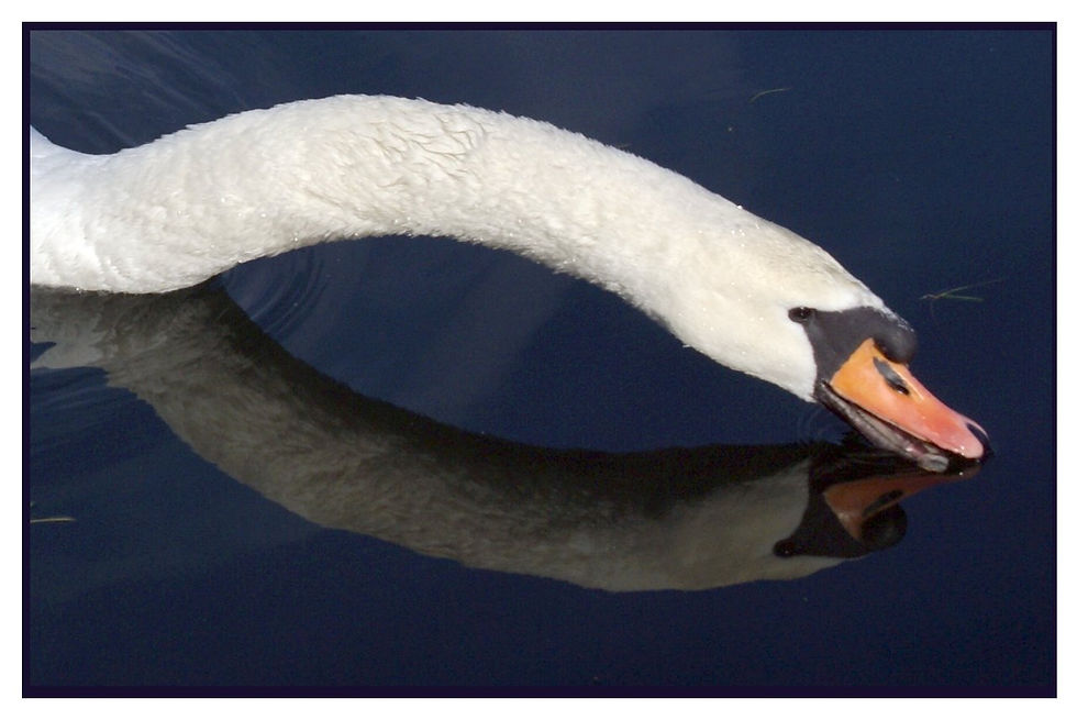 swan 07.jpg