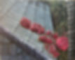 Rooftop Flowers