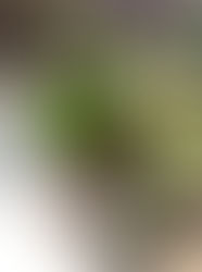 春のミニ球根テラリウムorリース