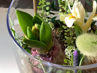 春のミニ球根テラリウムorリース
