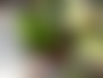 春のミニ球根テラリウムorリース