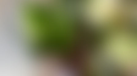 春のミニ球根テラリウムorリース